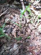 Image of whitehair rosette grass