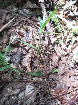 Image of whitehair rosette grass