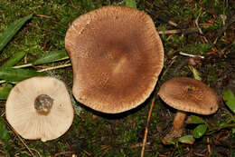 Слика од Tricholoma vaccinum (Schaeff.) P. Kumm. 1871