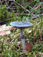 Image of verdigris agaric