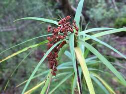 Image of Dracophyllum strictum Hook. fil.