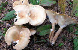 Image of Clitocybe squamulosa (Pers.) P. Kumm. 1871