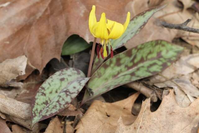 Image of dogtooth violet