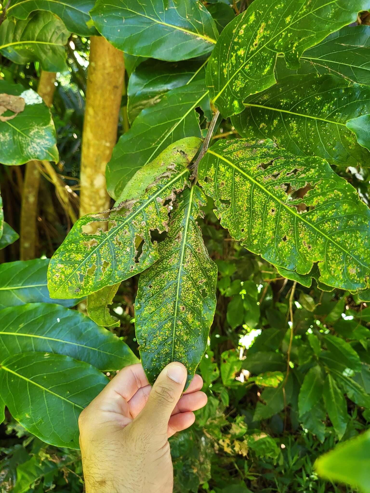 Image of loblolly sweetwood