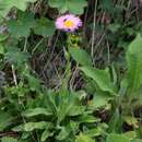 Imagem de Erigeron caucasicus Stev.