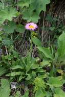 Image de Erigeron caucasicus Stev.