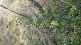 Plancia ëd Juniperus communis var. communis