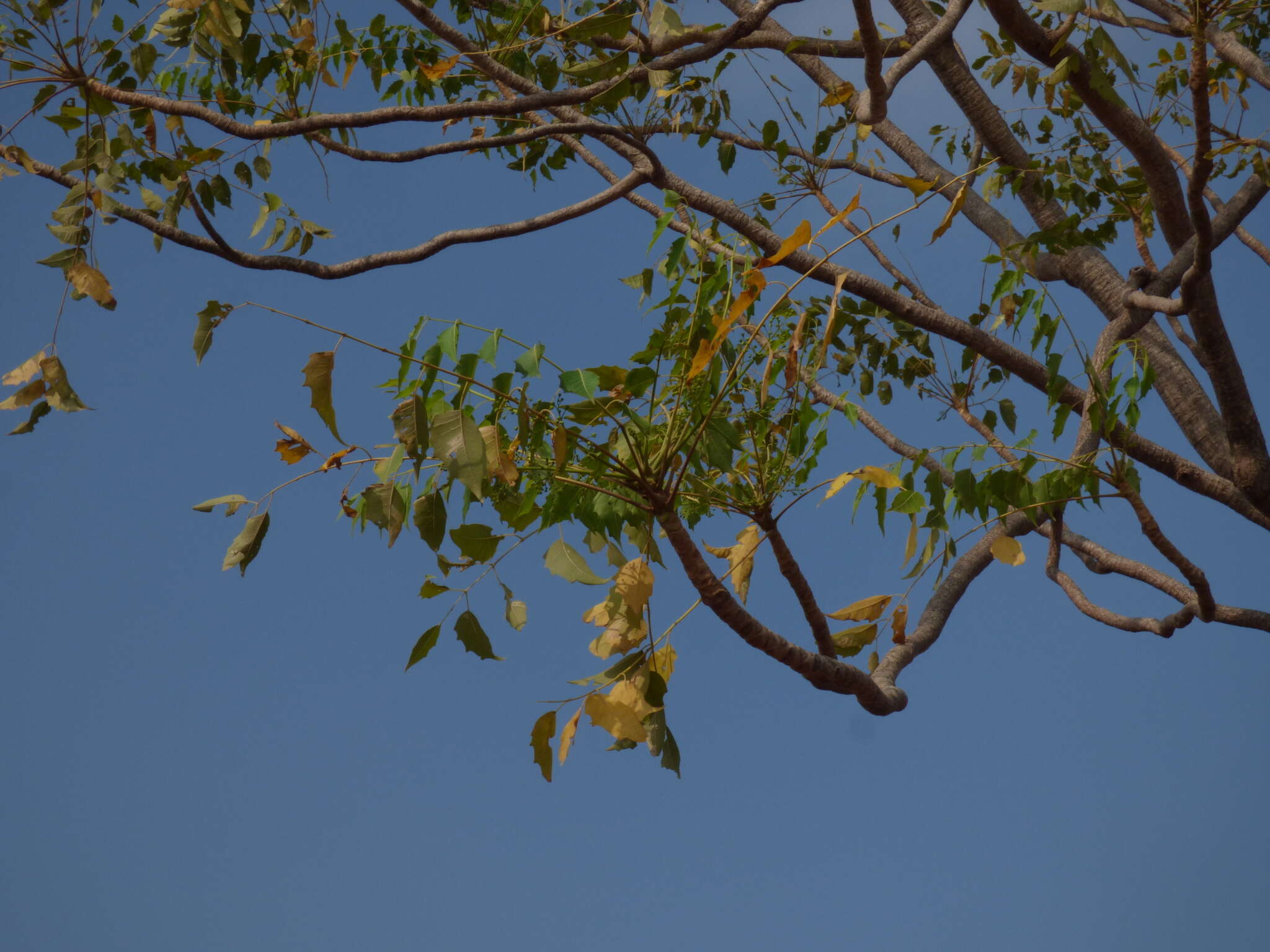 Sivun Ailanthus excelsa Roxb. kuva