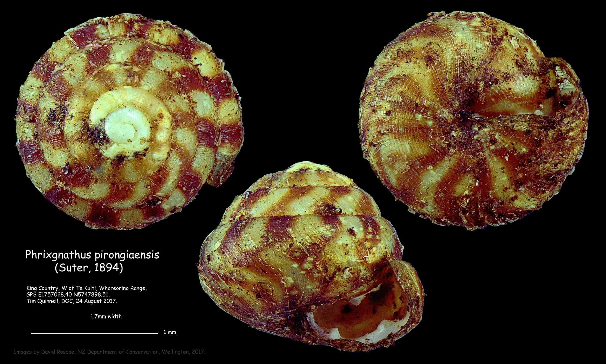 Image of Phrixgnathus pirongiaensis (Suter 1894)