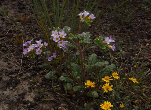 Image of sweetscented phacelia