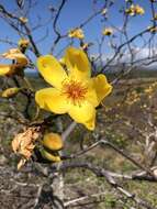 Image of Cochlospermum gillivraei Benth.