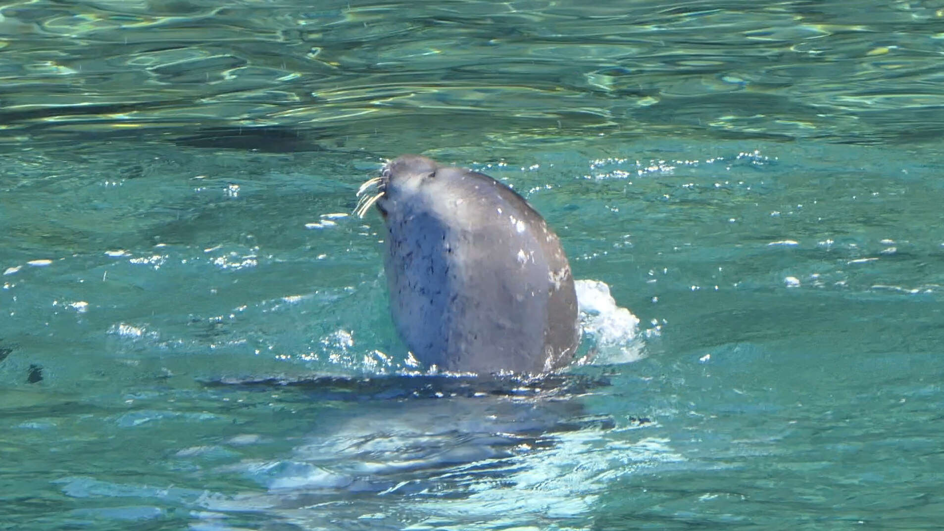 Image of Mediterranean Monk Seal