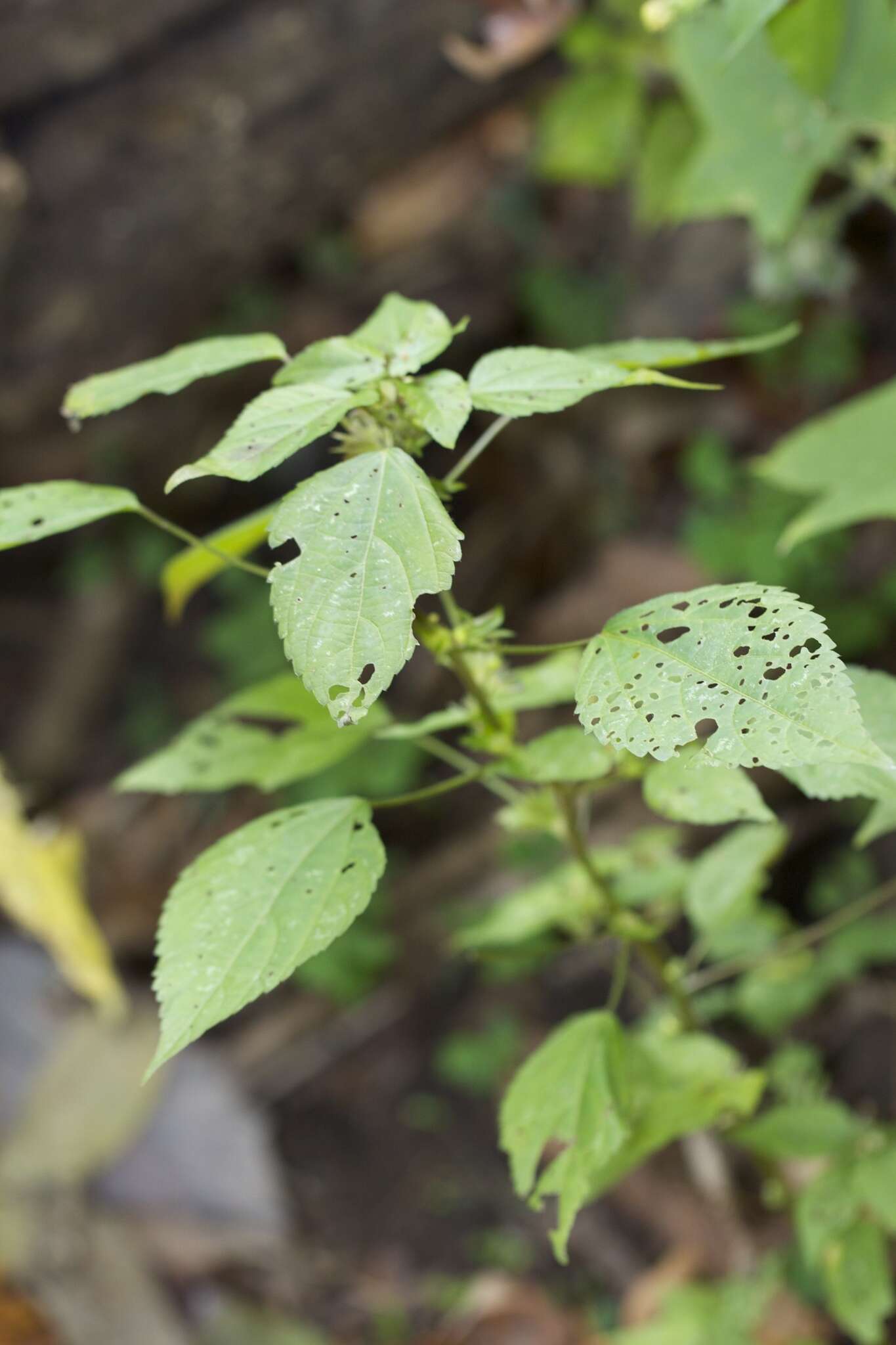 Imagem de Acalypha virginica var. deamii Weath.