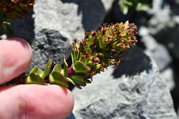 Image of Veronica haastii Hook. fil.