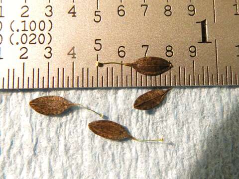 Image of hairy lettuce