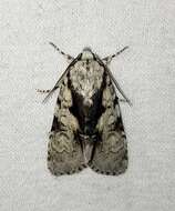 Imagem de Acronicta funeralis Grote & Robinson 1866