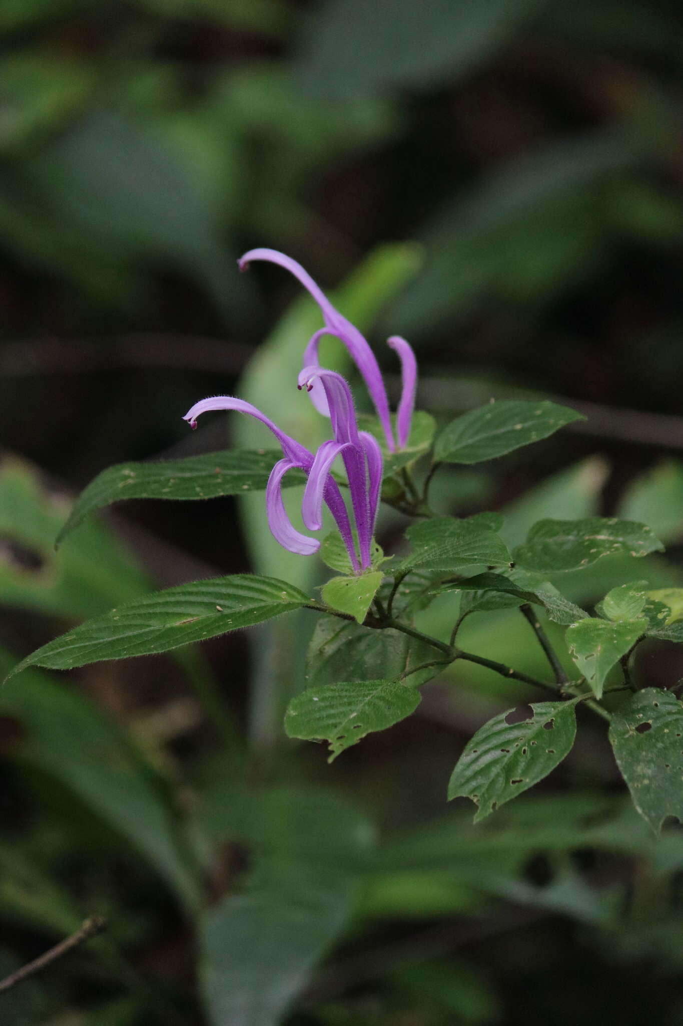 Image of Poikilacanthus macranthus Lindau