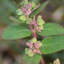 Imagem de Euphorbia indica Lam.