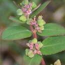 Sivun Euphorbia indica Lam. kuva