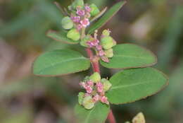 Image of Euphorbia indica Lam.