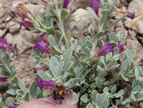 Image of Thompson's beardtongue