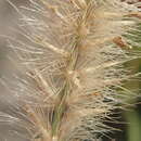 Image of African feathergrass
