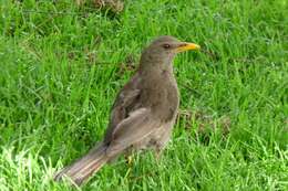 Turdus chiguanco d'Orbigny & Lafresnaye 1837 resmi