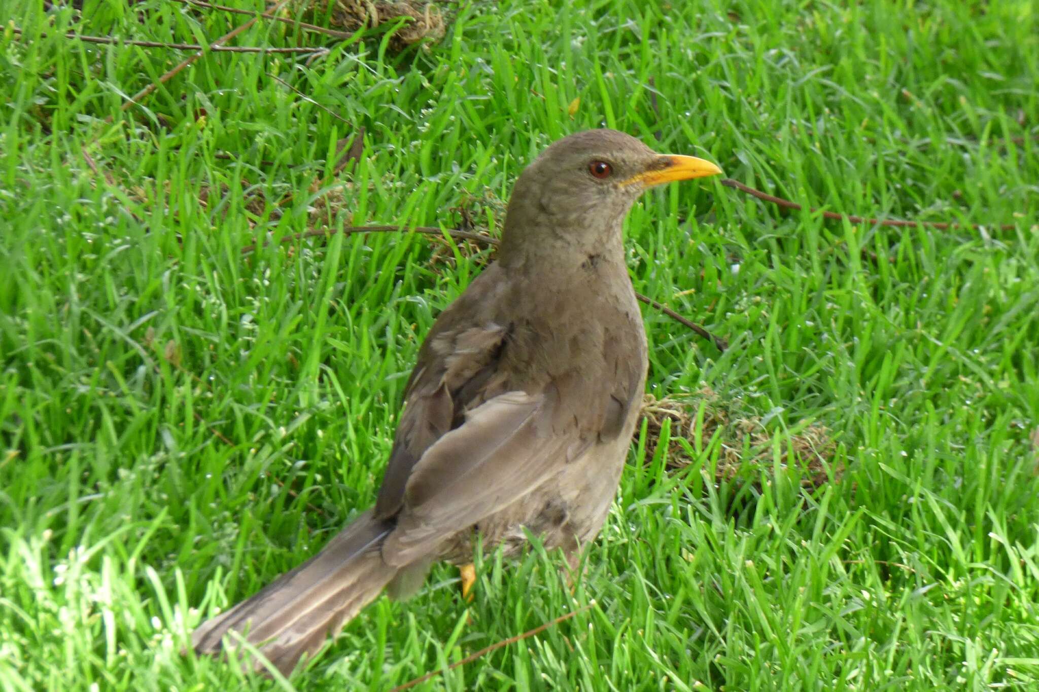 Turdus chiguanco d'Orbigny & Lafresnaye 1837 resmi