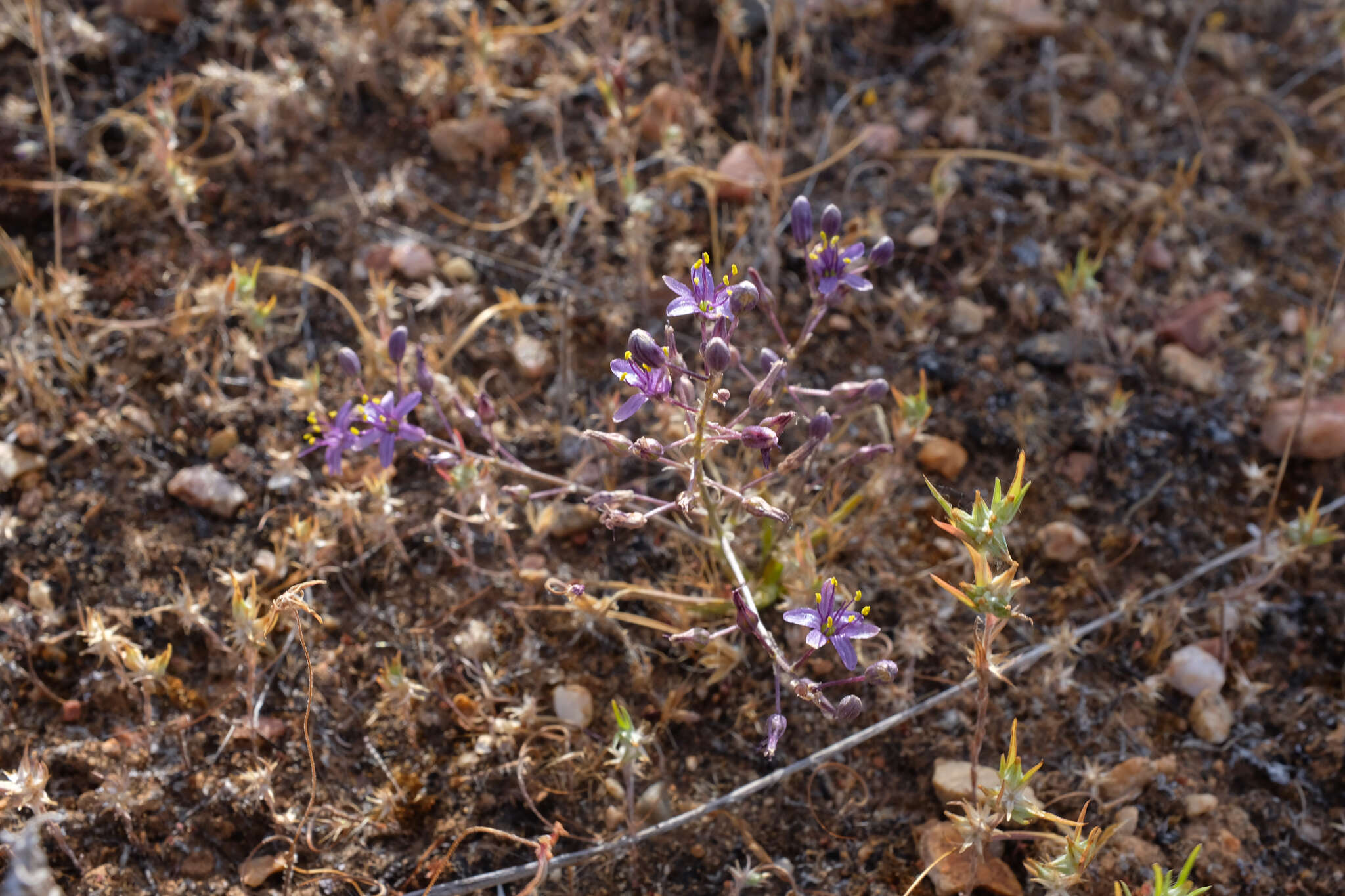 Image of Hooveria purpurea var. reducta