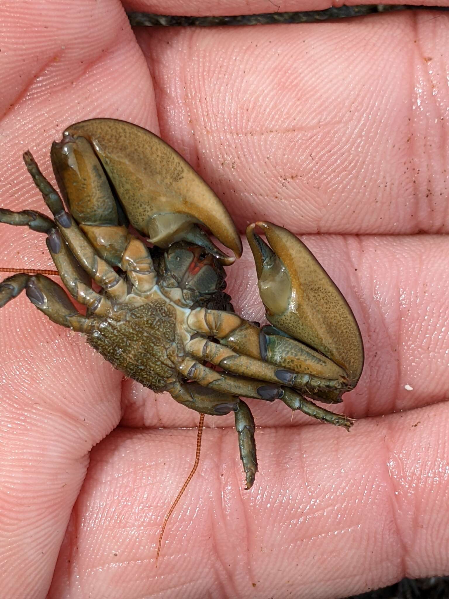 Image of Cabrillo porcelain crab