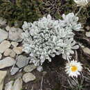 Image of Leucochrysum alpinum (F. Müll.) R. J. Dennis & N. G. Walsh