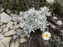 Image of Leucochrysum alpinum (F. Müll.) R. J. Dennis & N. G. Walsh