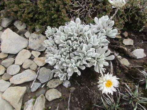 Leucochrysum alpinum (F. Müll.) R. J. Dennis & N. G. Walsh resmi