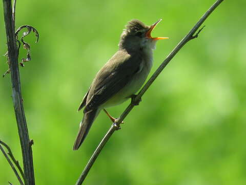 Image of Marsh Warbler