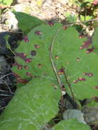 Imagem de Puccinia poarum Nielsen 1877