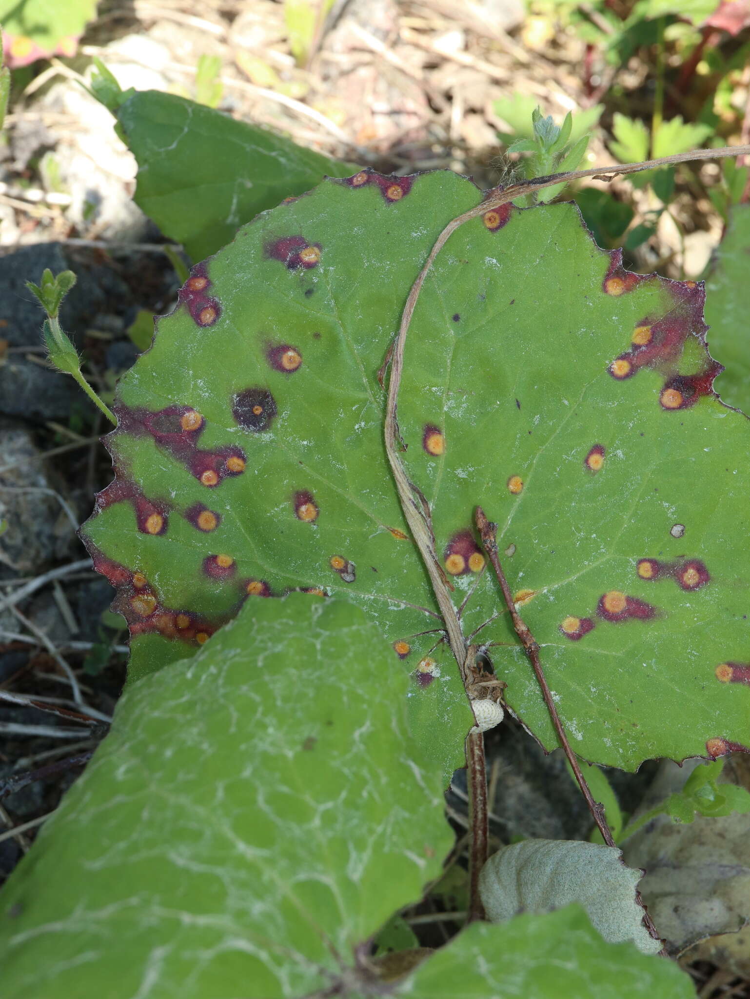 Imagem de Puccinia poarum Nielsen 1877