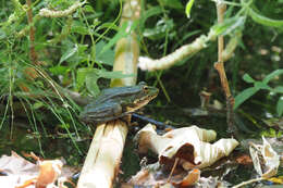 Image of Cretan Frog