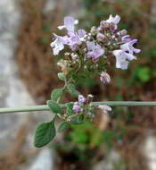 Sivun Clinopodium serpyllifolium subsp. fruticosum (L.) Bräuchler kuva