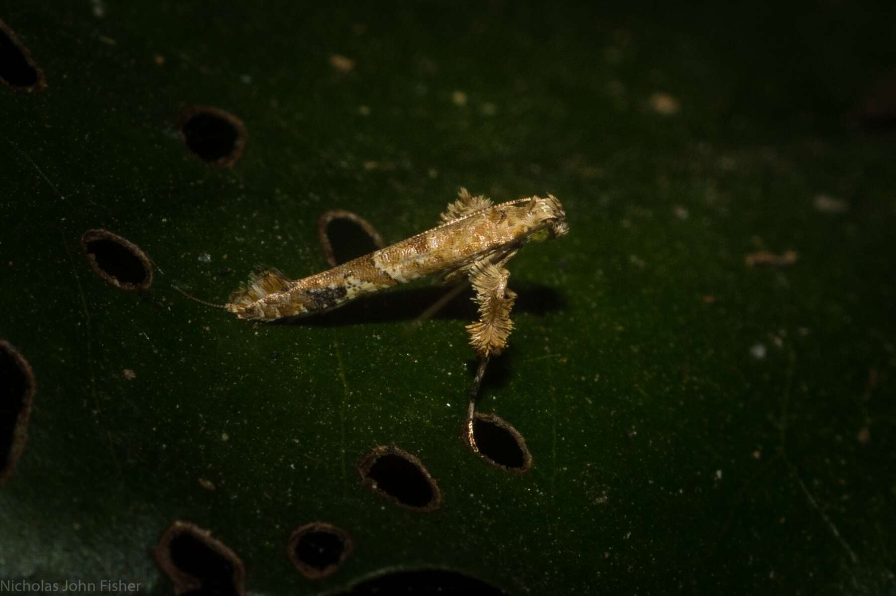 Imagem de Caloptilia plagata (Stainton 1862)