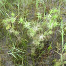 Image de Eryngium hookeri Walp.