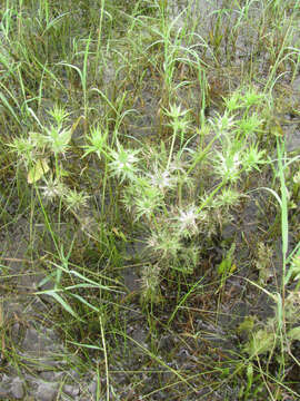 Image de Eryngium hookeri Walp.