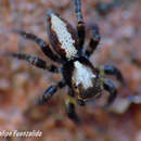 Saphrys rusticana (Nicolet 1849)的圖片