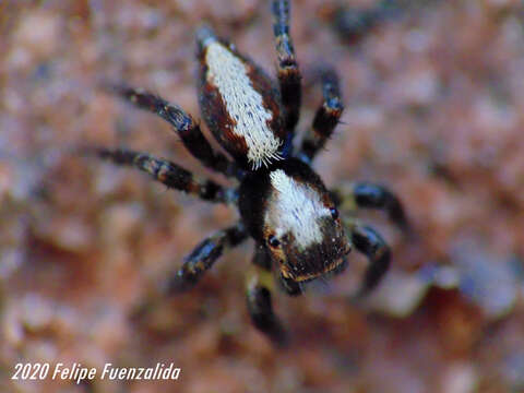 Image of Saphrys rusticana (Nicolet 1849)