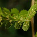 Sivun Athyrium oppositipennum var. pubescens (Tag.) Tag. kuva