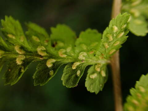 Image de Athyrium oppositipennum var. pubescens (Tag.) Tag.