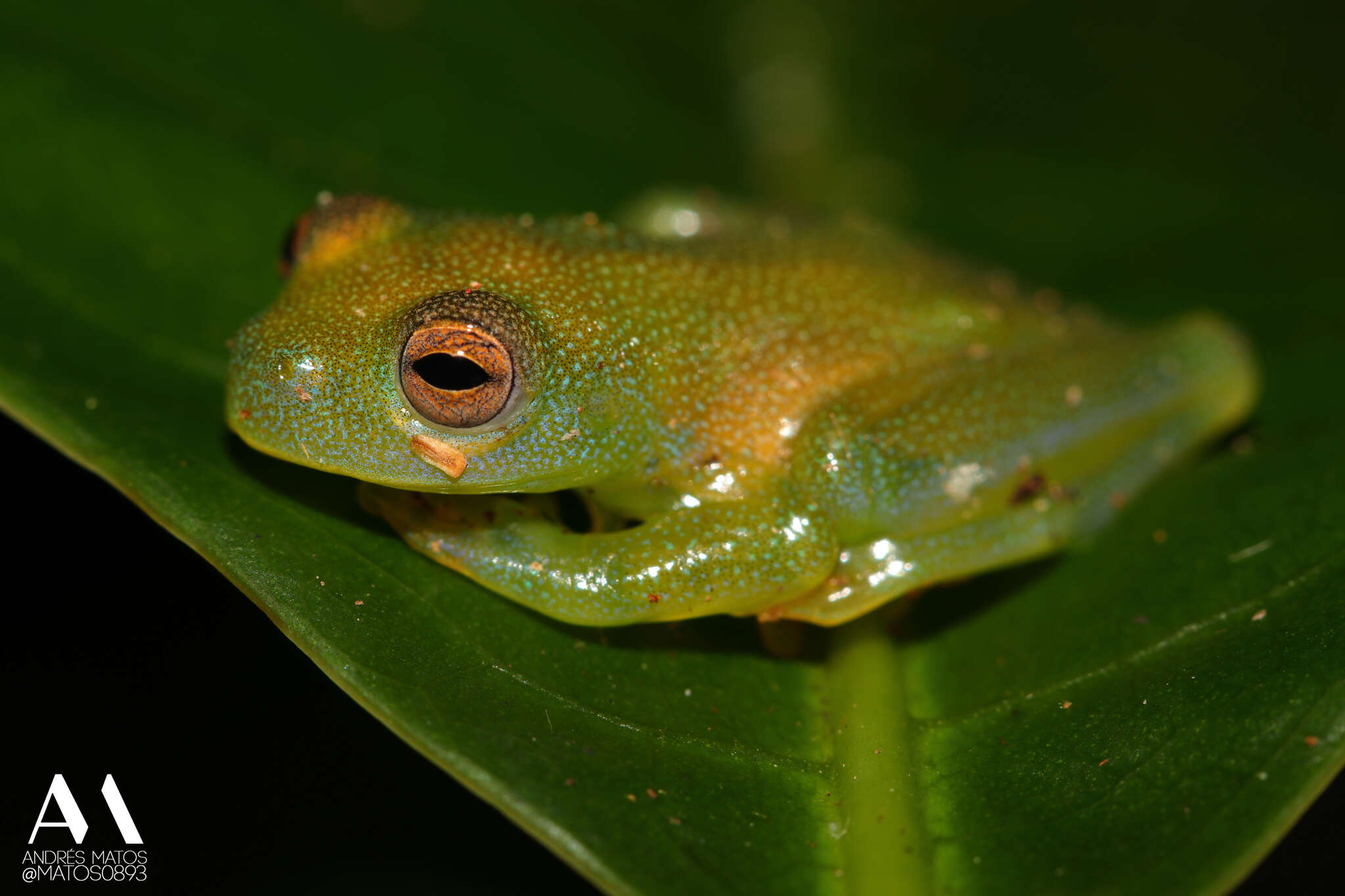 صورة Cochranella granulosa (Taylor 1949)