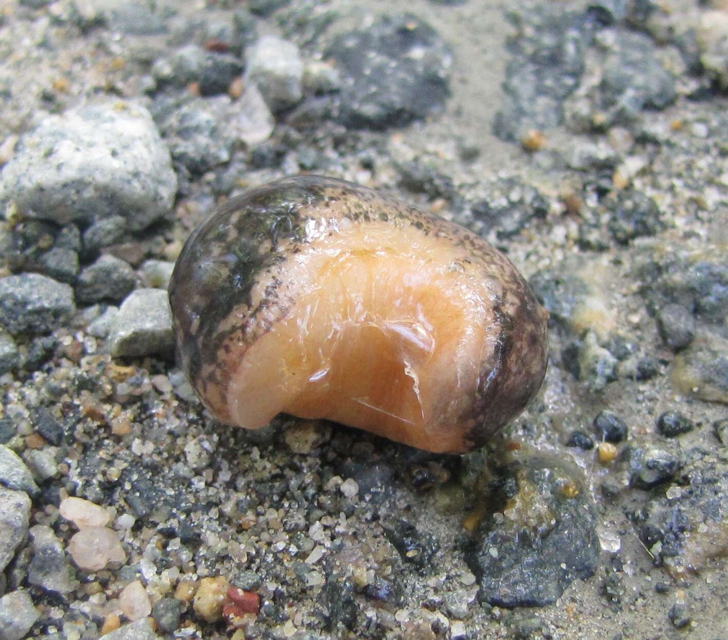 Image of <i>Philomycus togatus</i>