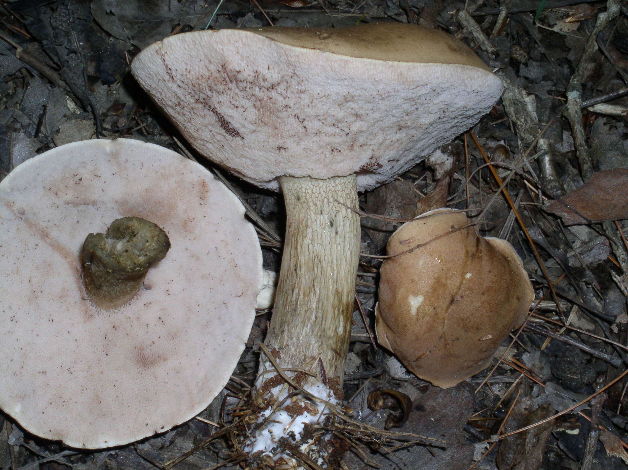 Image of Tylopilus felleus (Bull.) P. Karst. 1881