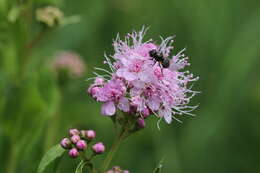 Слика од Spiraea salicifolia L.