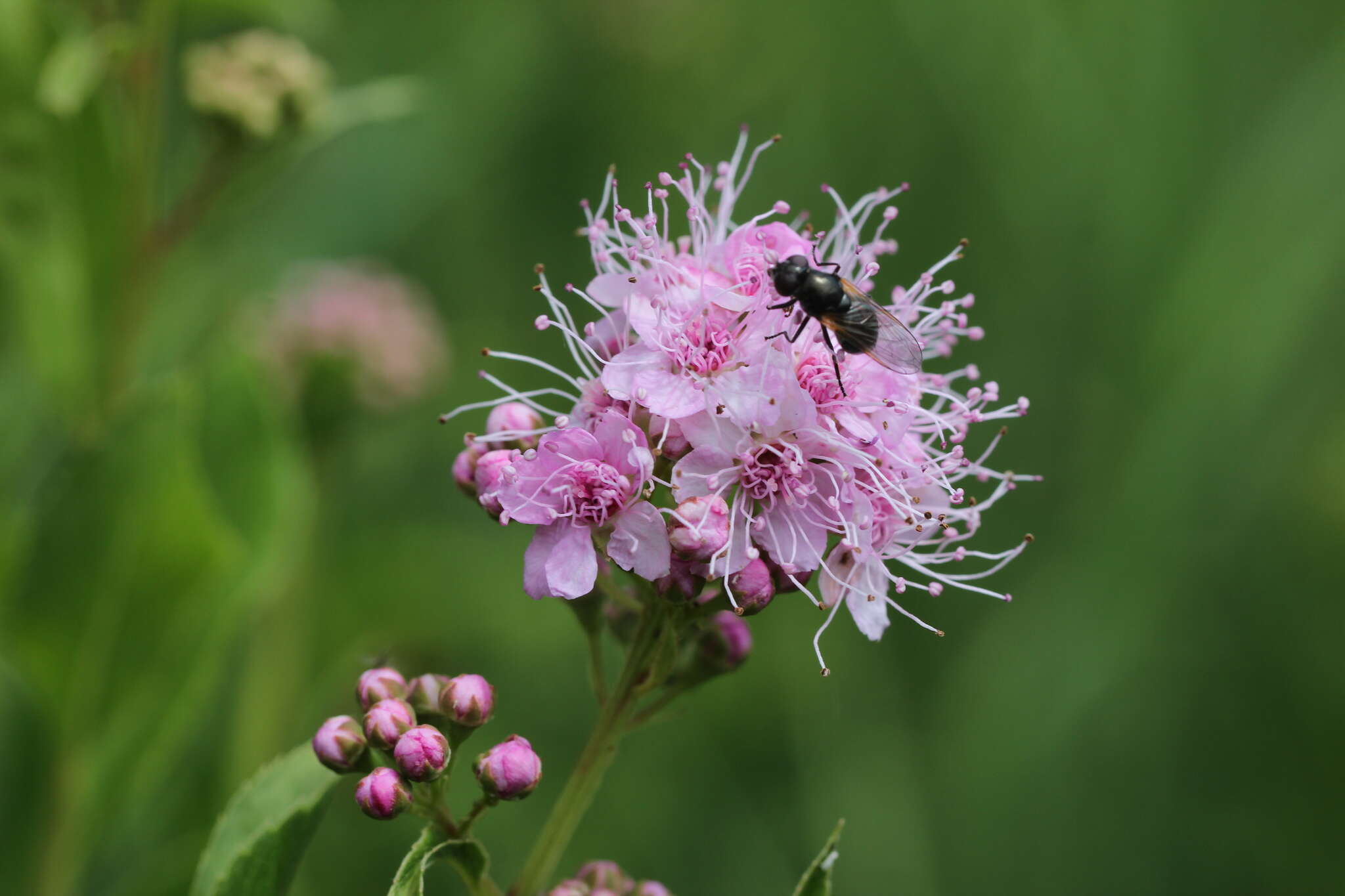 Image of willowleaf meadowsweet